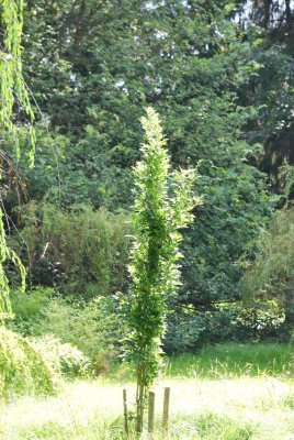 Quercus palustris 'Green Pilar' - dub bahenní - letní habitus (17)